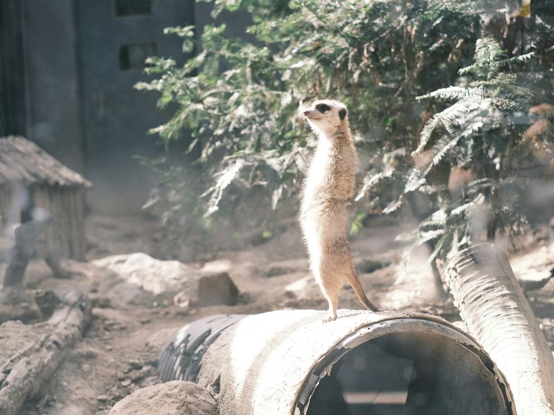 ミーアキャットの性格
