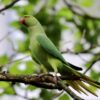 インコの鳴き声