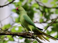 インコの鳴き声