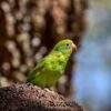 インコの平均寿命