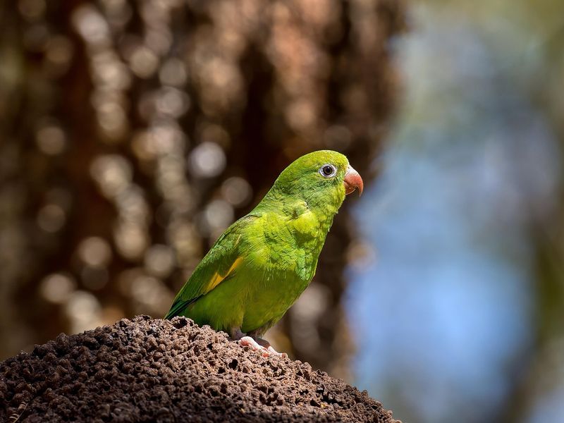 インコの平均寿命