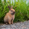 うさぎの飼い方