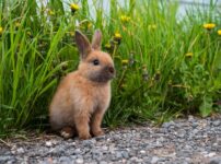 うさぎの飼い方
