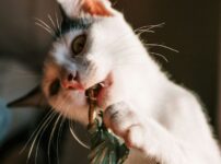 猫が人の髪の毛を食べる