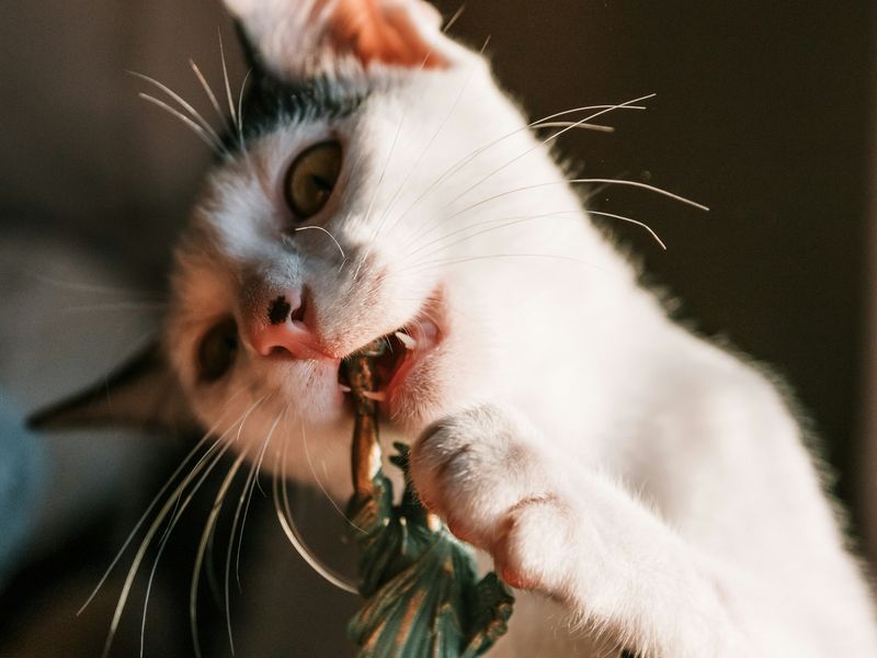 猫が人の髪の毛を食べる