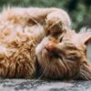 体をかく猫