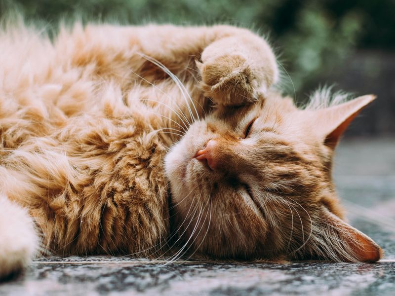 体をかく猫