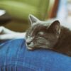膝の上で寝る猫
