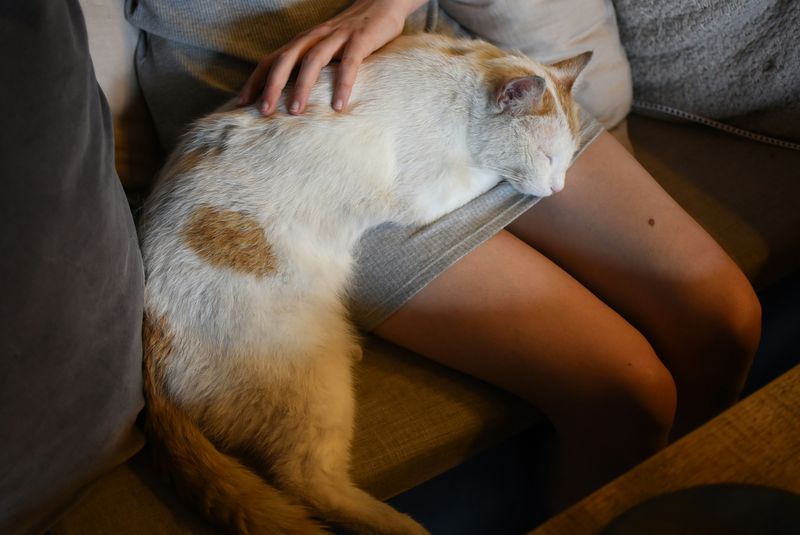 膝の上で寝る猫