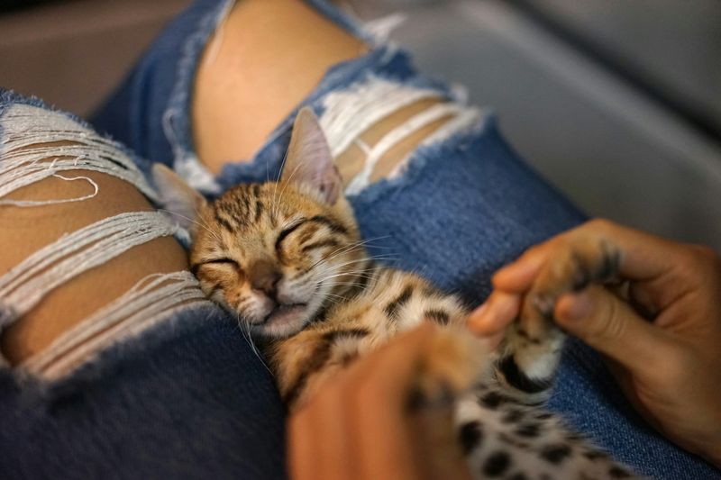 膝の上で寝る猫
