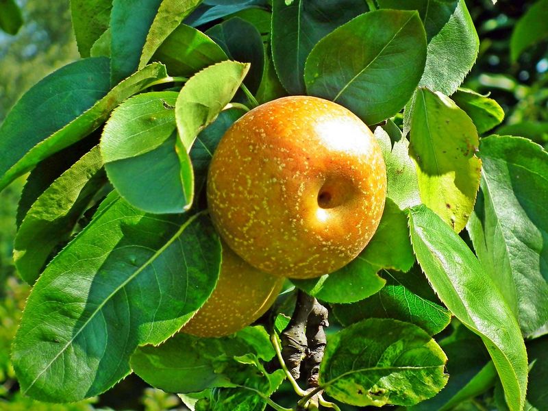 梨