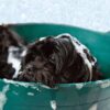 犬のシャンプーのやり方