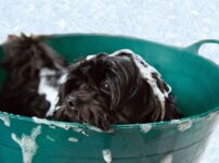 犬のシャンプーのやり方