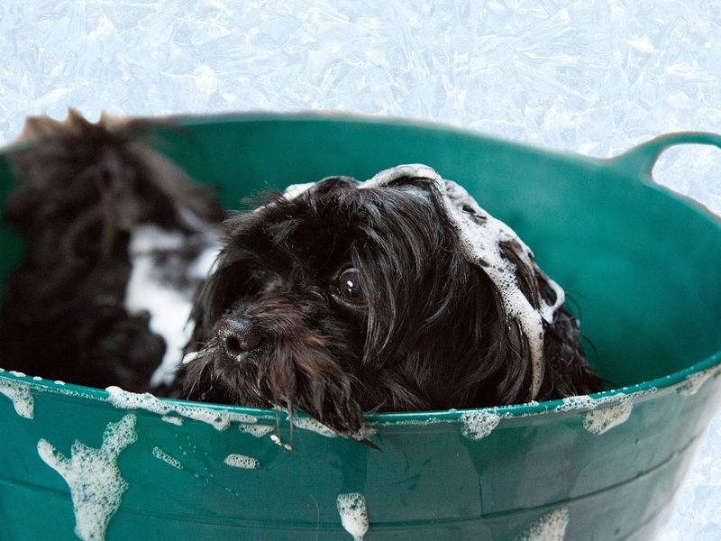 犬のシャンプーのやり方