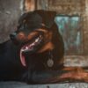 犬 斜視