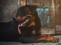 犬 斜視