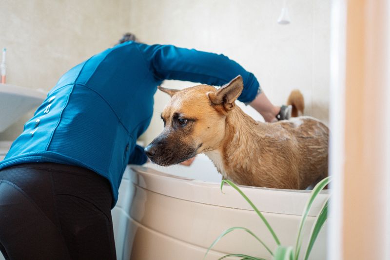 犬のお風呂
