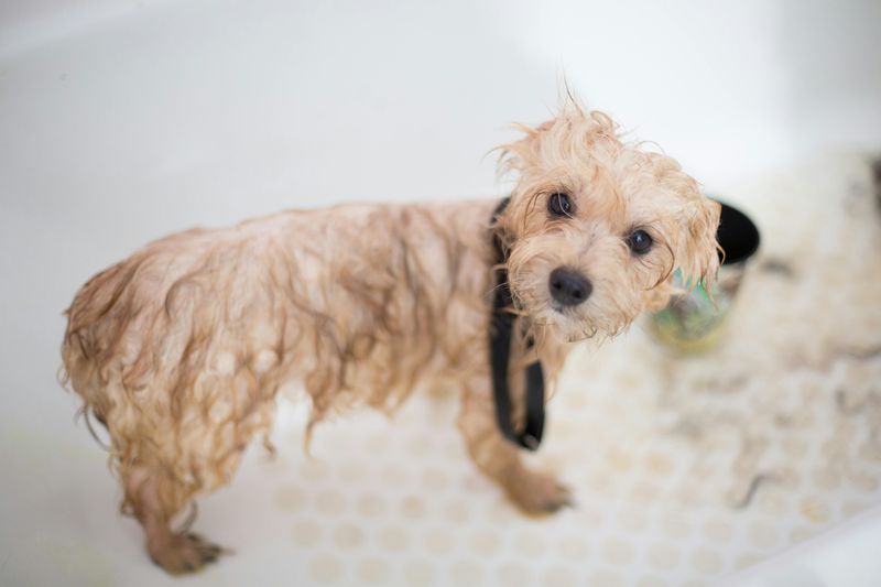犬のお風呂
