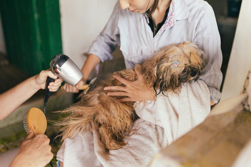 犬のドライヤー
