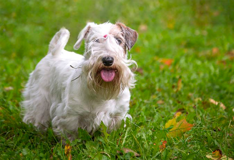 シーリハム・テリア