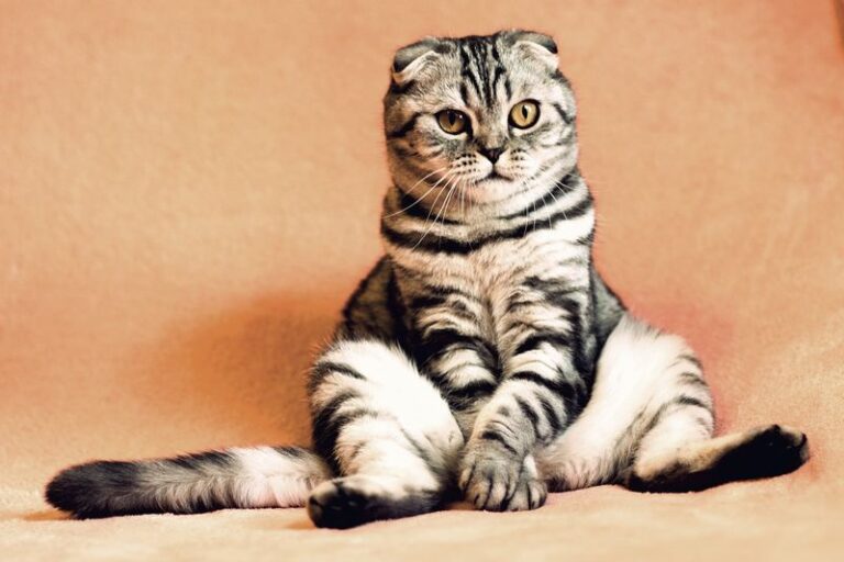 【完全解読】猫の座り方でわかる気持ちと健康状態やサインを見抜く！ nademo ペットメディア【nademo [なでも]】