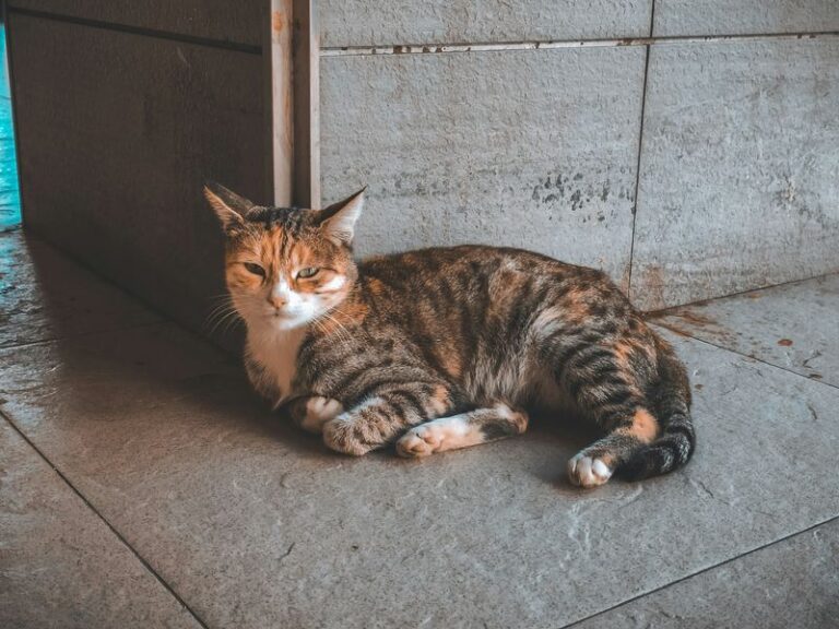 【完全解読】猫の座り方でわかる気持ちと健康状態やサインを見抜く！ nademo ペットメディア【nademo [なでも]】