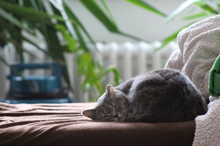 【完全解読】猫の座り方でわかる気持ちと健康状態やサインを見抜く！ nademo ペットメディア【nademo [なでも]】