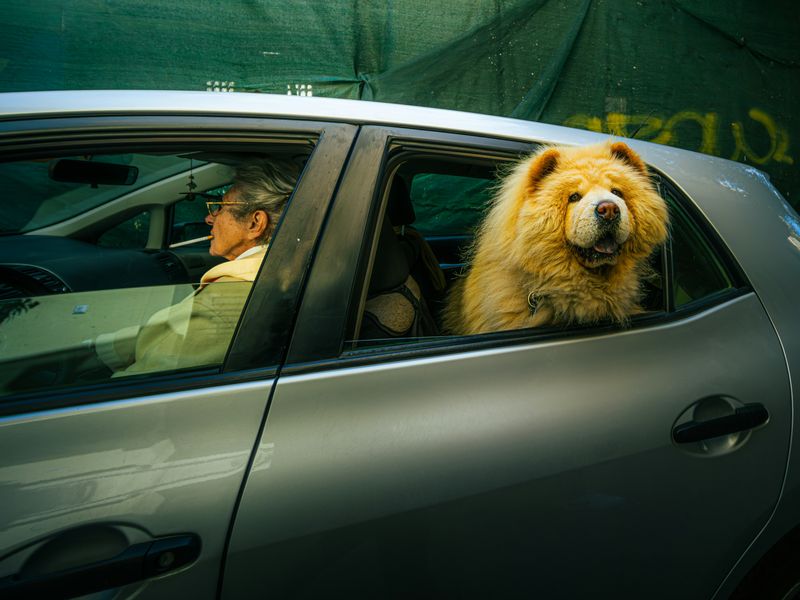 愛犬と旅行