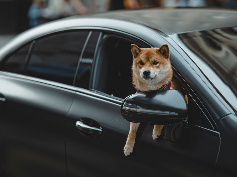 愛犬と旅行
