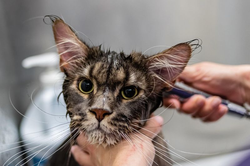 猫のお風呂