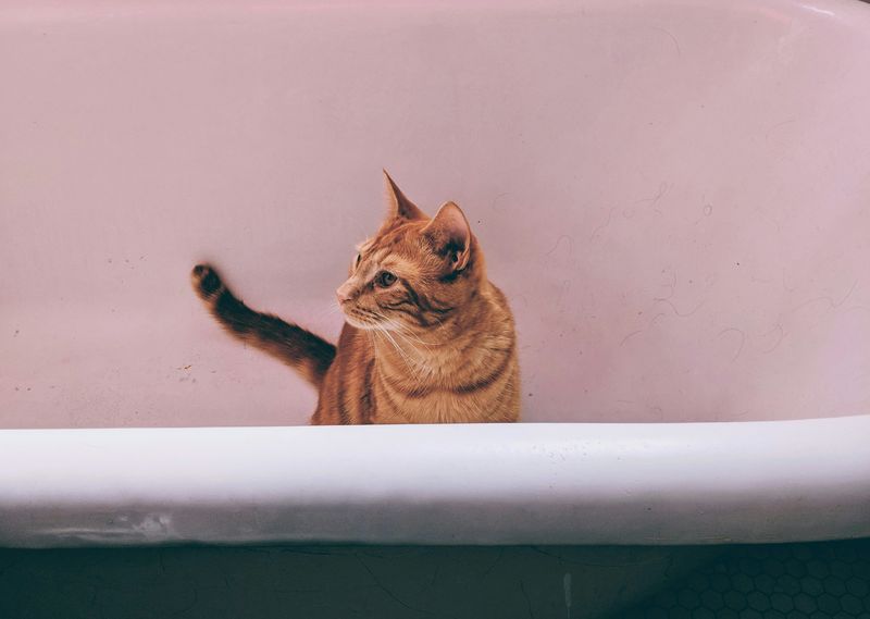 猫のお風呂