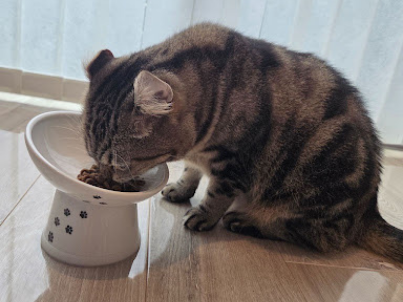 食いつきと食べやすさ｜ウェットを合わせるとさらに喜ぶ