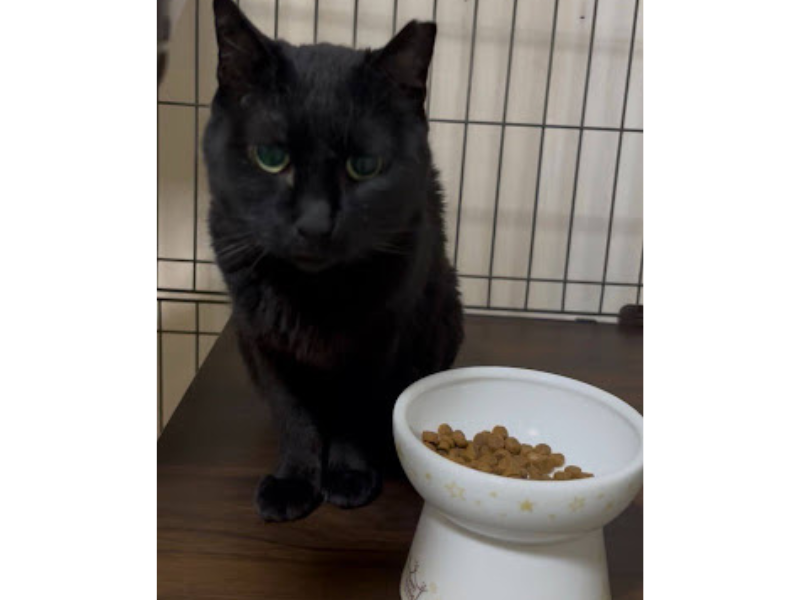 食いつきと食べやすさ:こだわり派の保護猫も興味津々