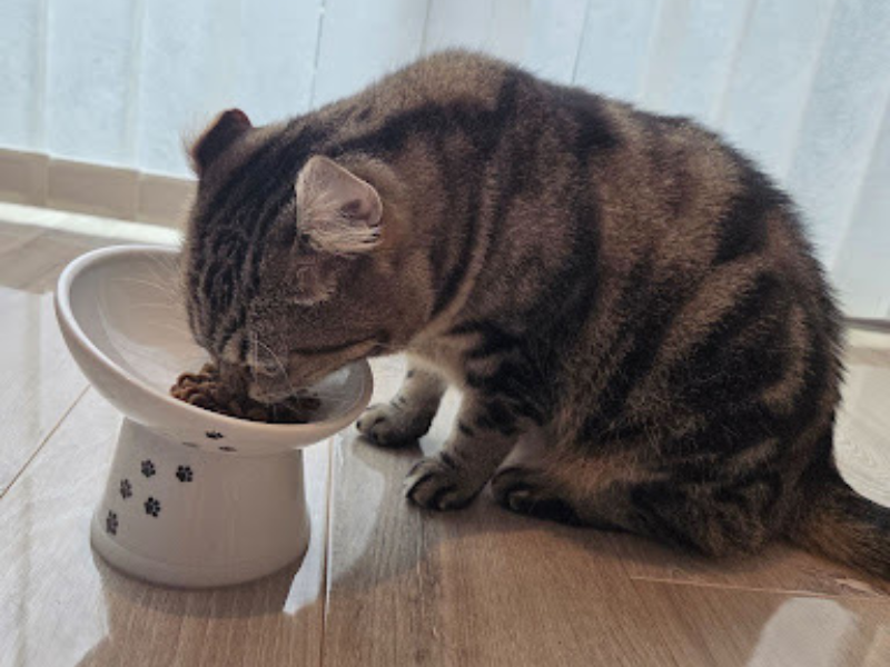 食いつきと食べやすさ|ウェットを合わせるとさらに喜ぶ