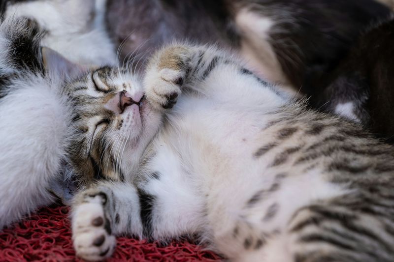 猫