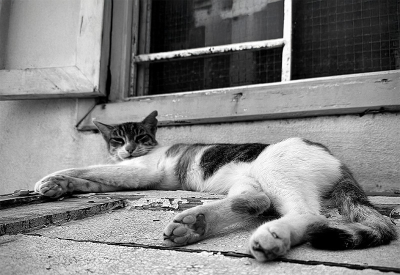 猫