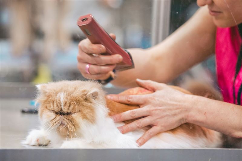 猫のトリミング