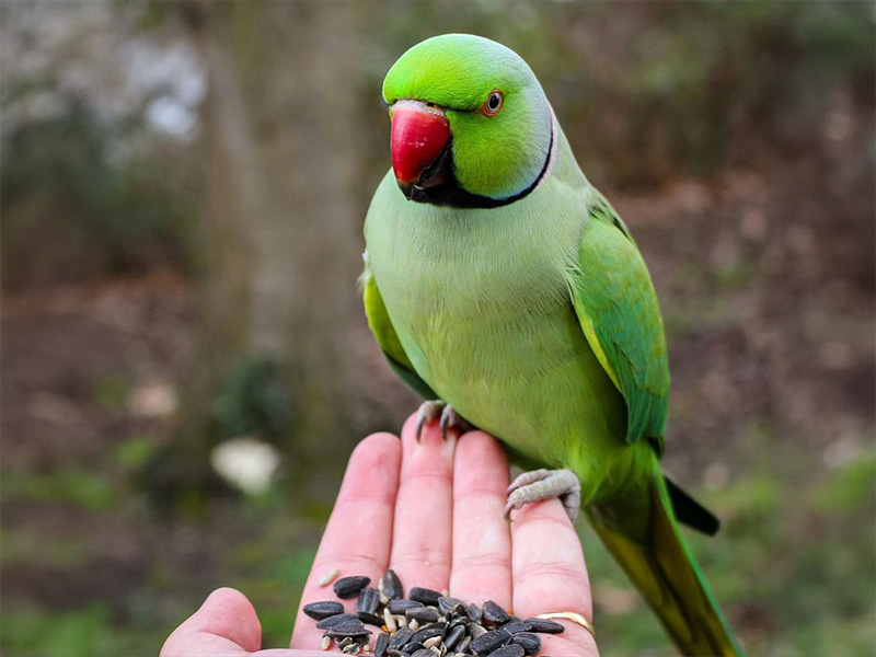 インコ