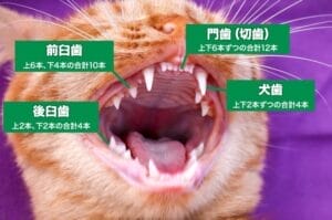 猫 の 口 の 中