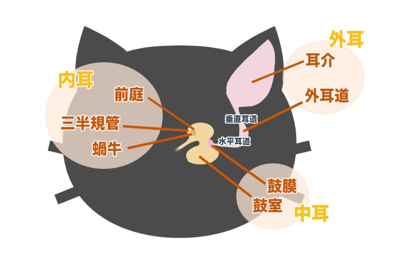 猫の耳の構造