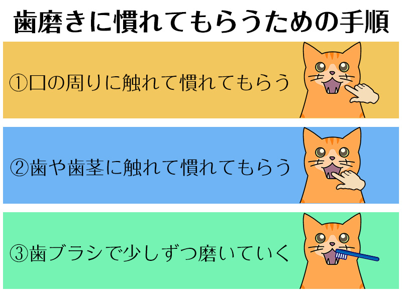 歯磨きに慣れてもらうための手順
