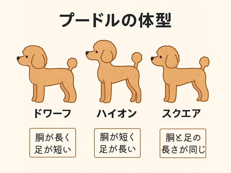 プードルの体型