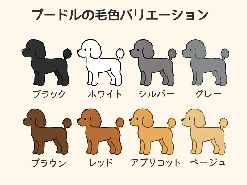 プードルの毛色バリエーション