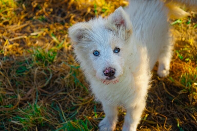 犬のアルビノとは？生まれる理由や特徴・白変種との違い nademo ペットメディア【nademo [なでも]】