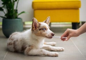 犬のアルビノとは？生まれる理由や特徴・白変種との違い nademo ペットメディア【nademo [なでも]】