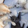 犬猫の自己免疫疾患「血小板減少症」