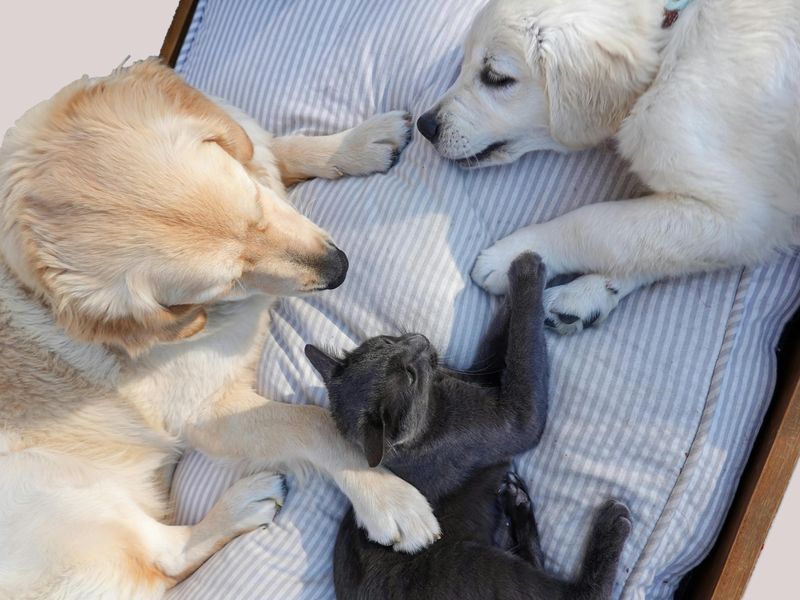 犬猫の自己免疫疾患「血小板減少症」