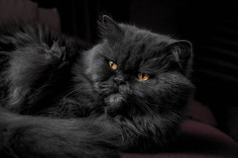 黒猫