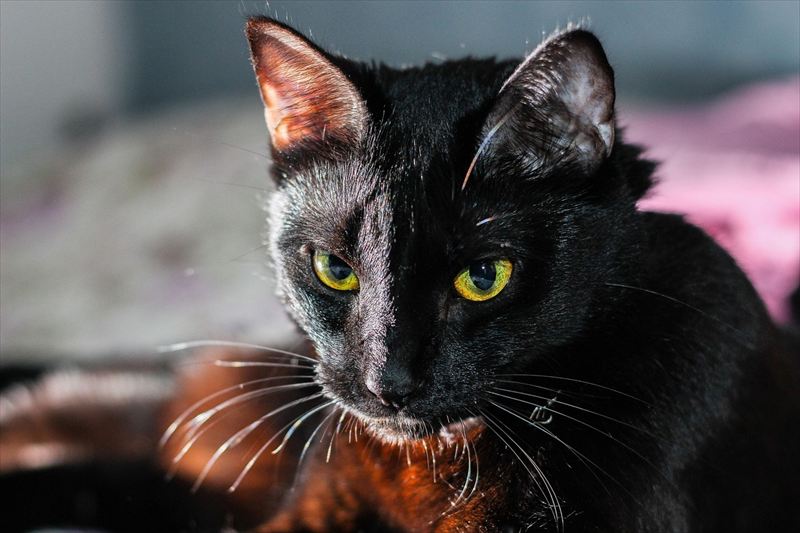 黒猫