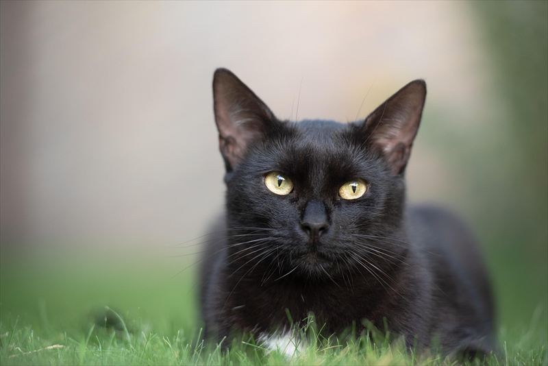 黒猫